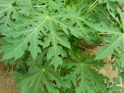 Papaya tree Stock Photos