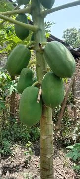 Papaya tree Stock Photos