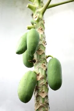 Papaya tree Fotos de archivo