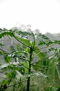 Papaya tree in rain Stock Photos