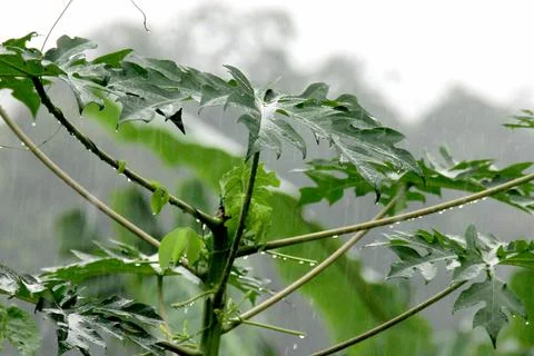 Papaya tree in rain Stock Photos