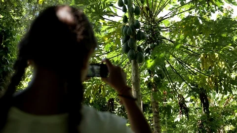 A papaya tree in the rainforest of Grenada Stock Footage 103113784