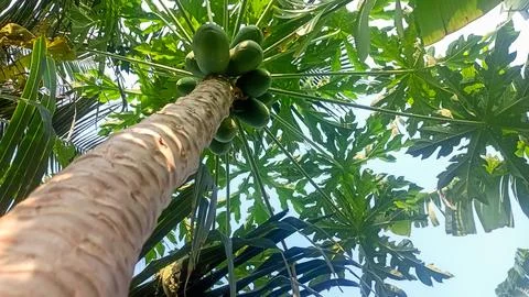 Papaya tree seen from below Stock-Fotos