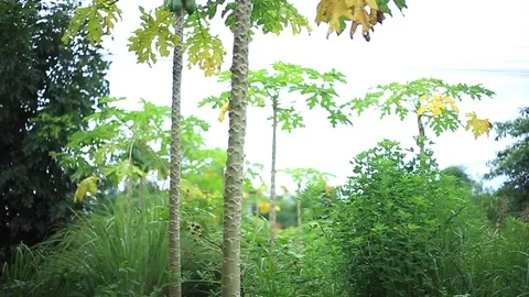 Papaya tree shot flow by the wind landscape Stock Footage 94018213