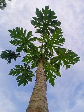 Papaya tree with sky background Stock Photos
