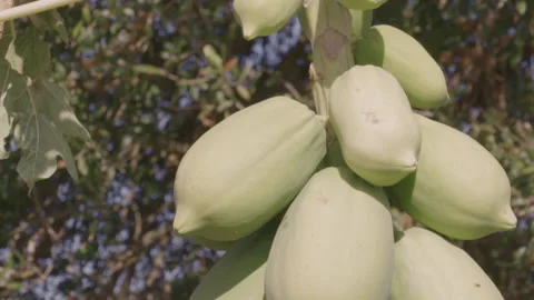 Papaya tree slow motion Video stock 162589176