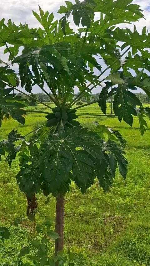 Papaya tree standing by green rice field video Video stock 338984656