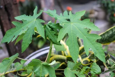 The papaya tree is still small 스톡 사진