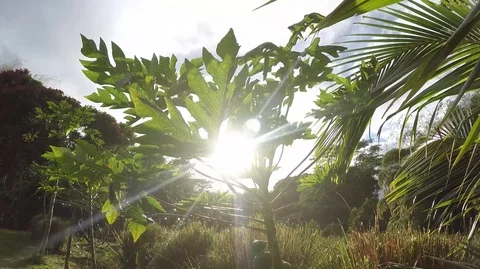 Papaya Tree Sunset Pan Right 4K Stock Footage 95583356