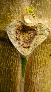 Papaya tree texture as background Stock Photos