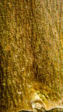 Papaya tree texture as background Stock Photos