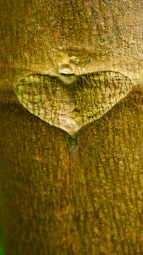 Papaya tree texture as background Stock Photos
