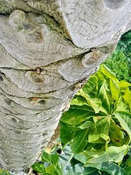 Papaya tree trunk. Jungle Stock Photos