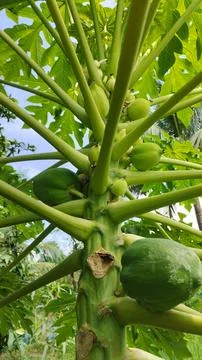 Papaya Tree Trunk with Multiple Unripe Fruits and Branches Stock Photos