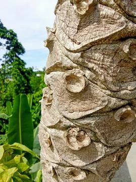 Papaya tree trunk Foto stock