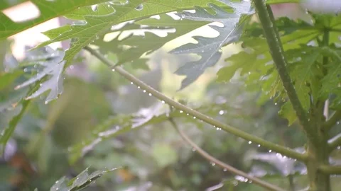 Papaya Tree Trunk with Raindrop Stock Footage