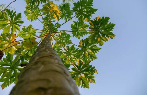 Papaya tree from under need Foto stock