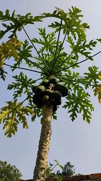 Papaya tree is very nice Stock Photos