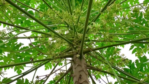Papaya trees are starting to bear fruit Stockbeeldmateriaal 232192183