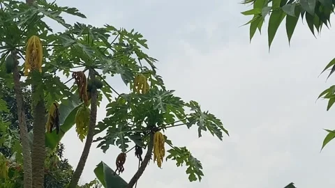 Papaya trees with beautiful background of sky Stock Footage 242654460