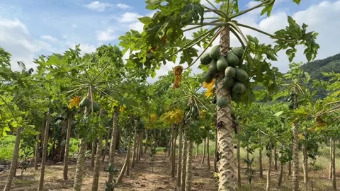 Papaya trees grow in rows across an open field, with fruits clearly visible on Video stock 327021454