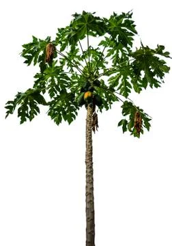 Papaya trees Stock Photos