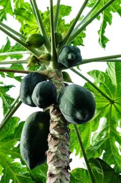 Papaya trees Stock Photos