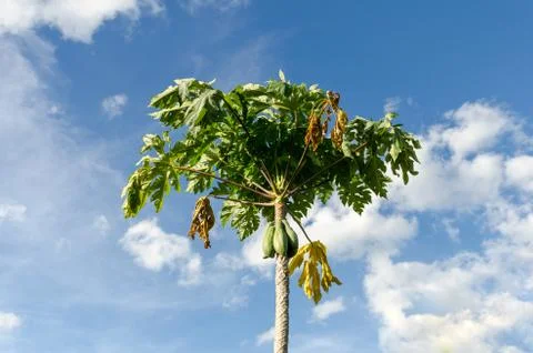 Papaya trees. Stock Photos
