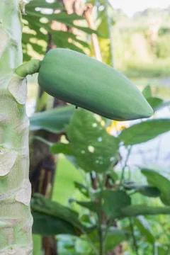 Papaya trees 库存照片