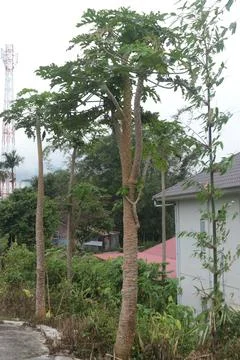 Papaya trees Stock Photos