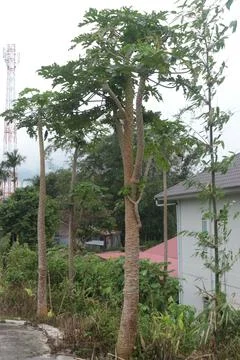 Papaya trees Foto stock