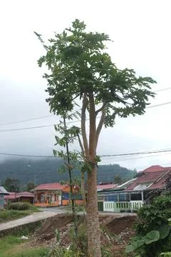 Papaya trees Stock Photos