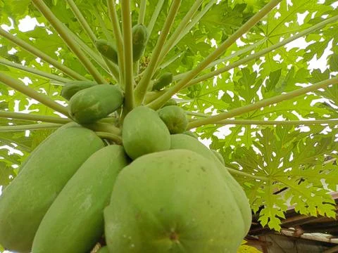Papaya trees Stock Photos