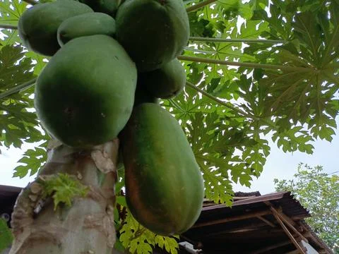 Papaya trees Stock Photos