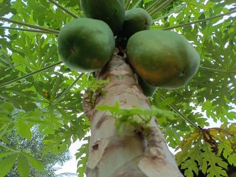Papaya trees Stock Photos