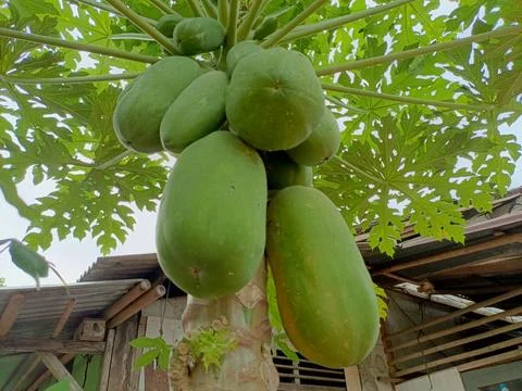 Papaya trees Stock Photos