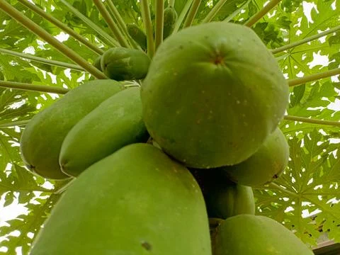 Papaya trees Stock Photos