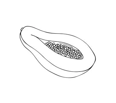 Papaya vector drawing. Hand-drawn tropical fruit illustration. Sliced papay.. Stock Illustration
