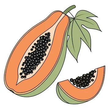 Papaya Vector Illustration Simple Flat Tropical F (1) vector illustration d.. Stock Illustration