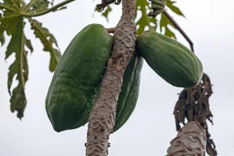 Papayas growing on a tree Stock-Fotos
