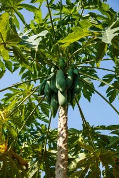 Papayas hanging from the tree. Photos