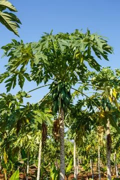 Papayas hanging from the tree. Fotos Stock
