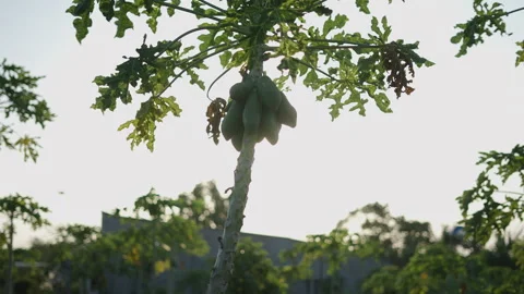 Papayas high up in a tree backlit on a sunny day in Long Thanh Lakes Vietnam Stock Footage 278489153