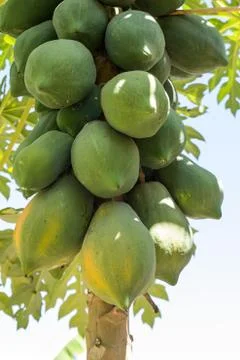 Papayas in the tree Stock Photos