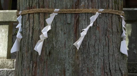 Paper and Rope on Tree at Shinto Shrine Stock Footage 45597670