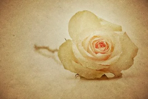 Paper background with rose Stock Photos