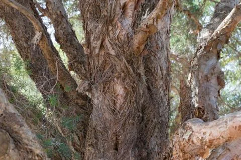 Paper bark eucalyptus tree trunk texture nature background Stock Photos