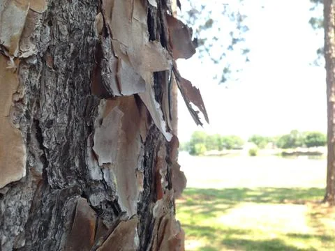 Paper bark 写真素材