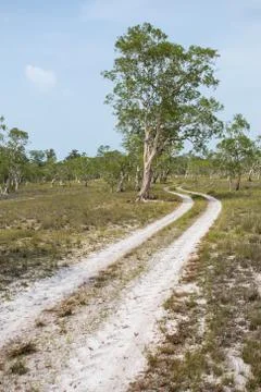 ( paper bark tree) in eastern of thailand - stock image Stock Photos