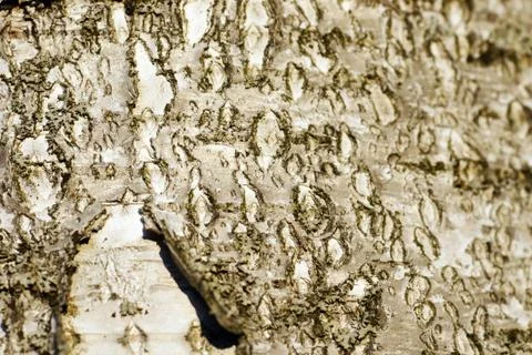 Paper birch macro background Stock Photos